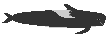 Short finned pilot whale