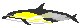 Short beaked common dolphin