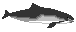 Harber porpoise