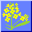 Canola flower