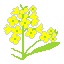 Canola flower