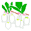 ドウダンツツジ