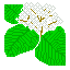 ガマズミ(花)