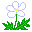 イチリンソウ