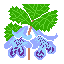 カキドオシ
