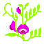 カラスノエンドウ