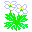 Soft windflower