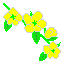 ヤマブキ