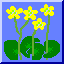 Marsh marigold