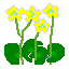 Marsh marigold