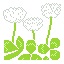 White clover