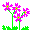 (Primula cuneifolia var. hakusanensis)