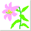 (Lilium rubellum)
