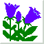 Alaska bellflower
