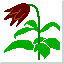 kamchatka lily