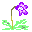 Butterwort