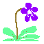 Butterwort