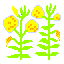Large-flower'd evening primrose