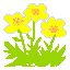 (Trollius riederianus)