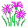 (Dianthus superbus)