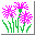 (Dianthus superbus)