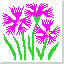 (Dianthus superbus)