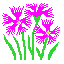 (Dianthus superbus)