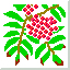 Japanese rowan