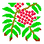 Japanese rowan