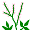 Thunberg's bush-clover