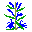 (Lobelia sessilifolia)