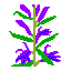 (Lobelia sessilifolia)