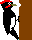 White-bellied Black Woodpecker