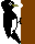 White-bellied Black Woodpecker