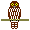 look around Brown hawk-owl