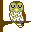 Ural owl in the daytime