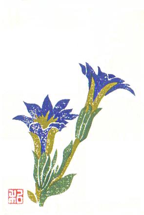 Haru-rindo (Gentianaceae sp.)
