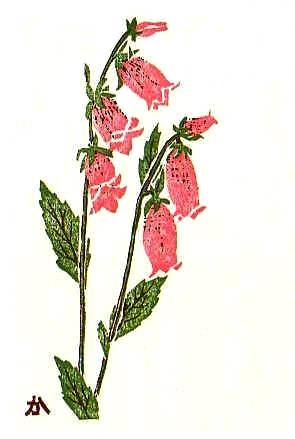 Chinese rampion