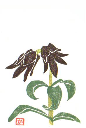 kamchatka lily