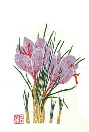 Saffron plant