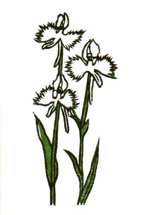 Sagi-so (Orchidaceae sp.)