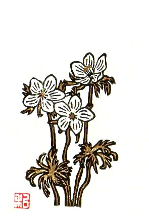 Setsubun-so (Ranunculaceae sp.)