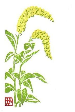 Gooseneck loosestrife