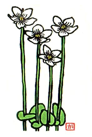 Umebachi-so (Saxifragaceae sp.)