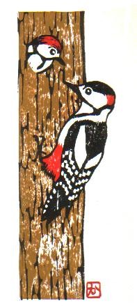 Great Spotted Woodpecker