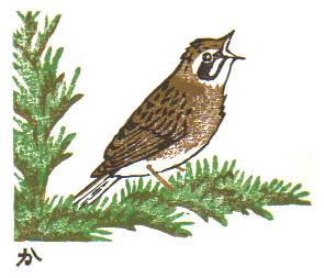 Siberian Meadow Bunting