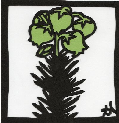 アオノツガザクラ