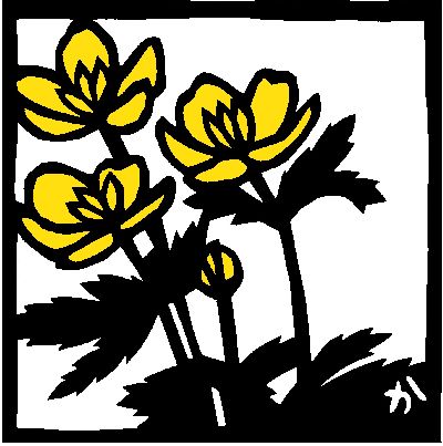 シナノキンバイ