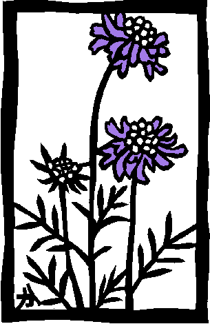 Scabiosa