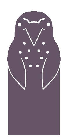しおりのホシガラス
